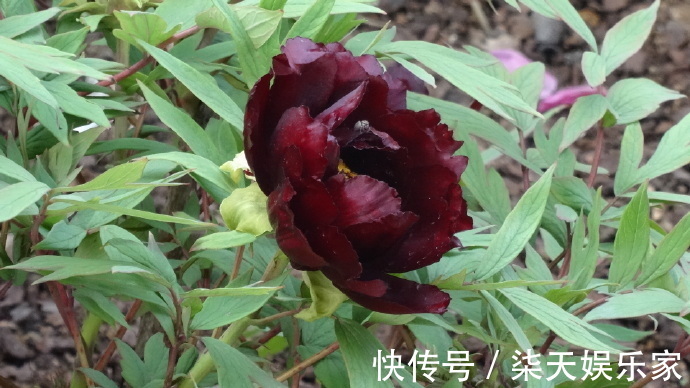 叶状|喜欢菊花，不如养盆“黑牡丹”初乌，黑如墨炭，妖艳有光泽！