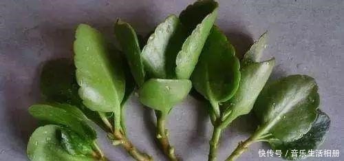 这2种花最好开春扦插,一片叶子长出一盆,今年开花不成问题!