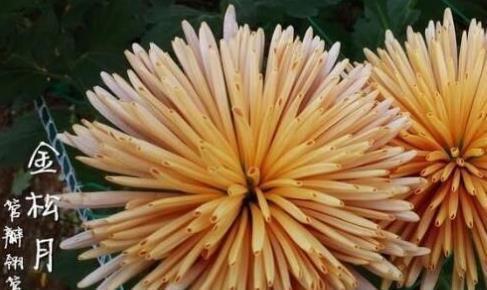喜欢菊花,不如养盆“珍品名菊”金松月, 轻松开出花海,美极了