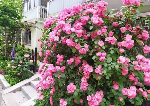 想拥有一面花墙吗？养棵“安吉拉”吧，春夏秋三季开爆，又美又香