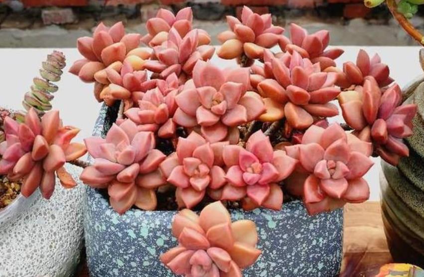 4种漂亮的普货多肉,容易爆崽成老桩,冬天冻一冻,韵味十足