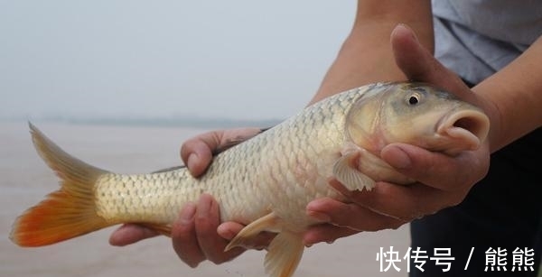 亚洲鲤鱼&鲤鱼的多样“人生”:孔子后人不吃,美国泛滥成灾,日本视其勇武