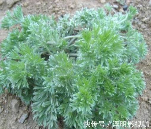 日本人|日本人眼中的“长寿菜”,我国产量多吃得人却很少,大家吃过吗