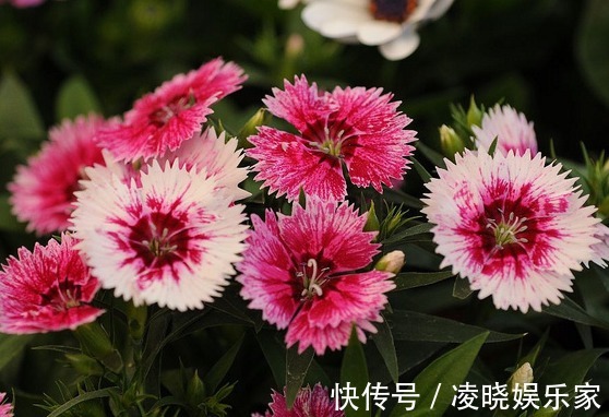 高颜值|在家养花，不如养些高颜值的菊花，高端大气又美观，花香清新脱俗