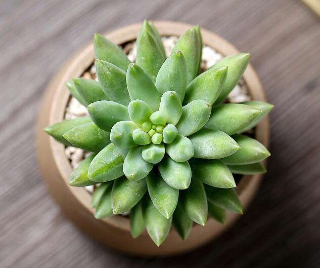 千佛手|多肉植物千佛手怎么养教你3种养护小妙招,千佛手翠绿又饱满