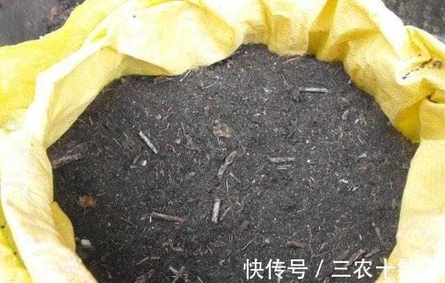 叶片儿|制作腐叶土原来这么简单, 以后再也不用花钱了