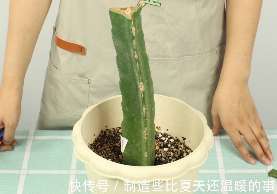 要点|养护蟹爪兰,要注意8个要点,才能开出仙气飘飘花