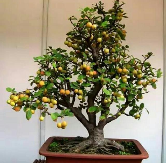 冬红果被制作成盆景后,原来也可以这么美观