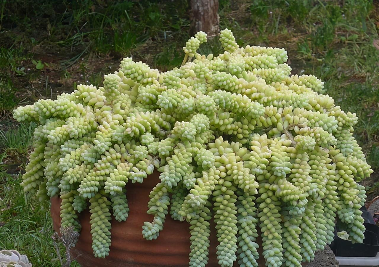 浇水|夏天养多肉,防晒并不是最重要的,做好这4件事就能少收空盆