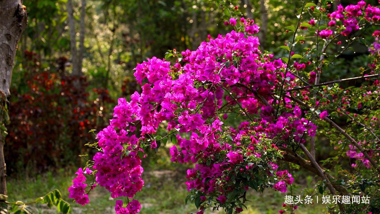 家中养花就养这四种花,赏心悦目还吉利,屋子更是飘满花香