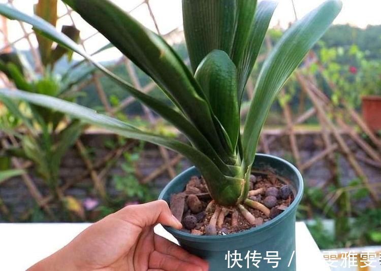 春夏秋冬养君子兰,浇水各不相同,“诀窍”在手,开花成“群”