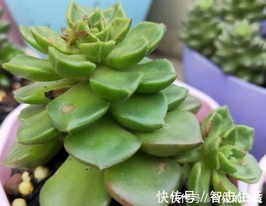 土壤|蒂亚一直绿着，实在忍不住了，把叶片撸，全插起来！