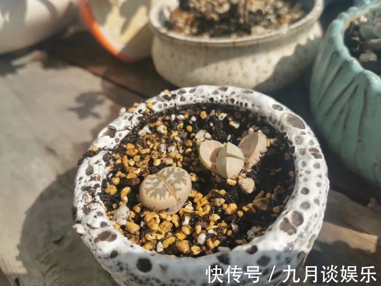 佛系养肉人生活明朗,多肉可爱,唯适者生存!