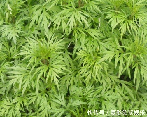 艾条灸|艾草不仅对女性经期有好处,治疗腰间盘突出也有帮助,不妨了解下