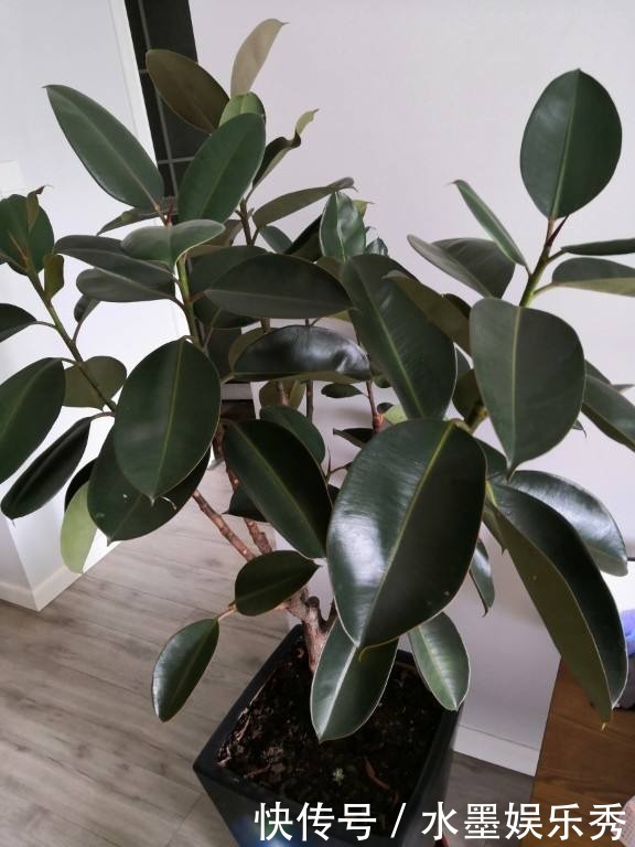 橡皮树“一枝冲天”,赶紧砍一刀,半月憋出不少新芽