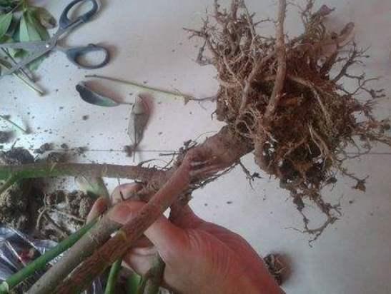 花卉|4种土,宁可扔了也别养花,不然累死也养不好!