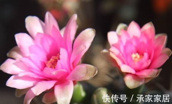 绯花玉|仙人掌科绯花玉，球形端庄，花色靓丽，你知道用什么方法养护吗