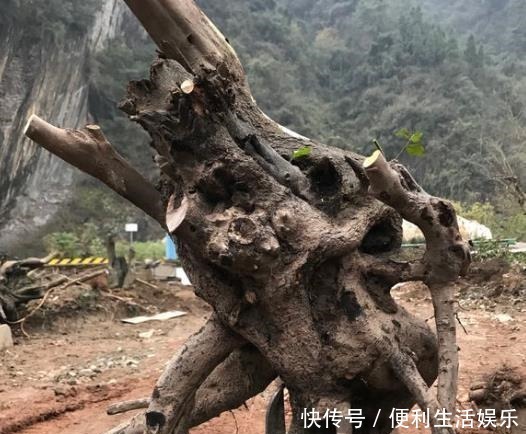 别再养发财树、金钱树了,此种树,山上“挖1棵”,养成老桩值钱!
