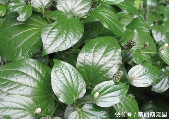 浑身|乡间的野草,浑身都是治病良药,可以做成这种美味的食物!