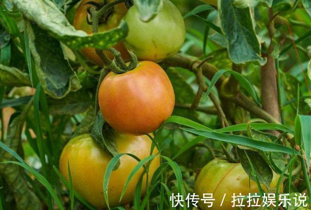 无根豆芽|怀孕期间,3种食物孕妇不适宜吃,宝宝可能会不喜欢哦
