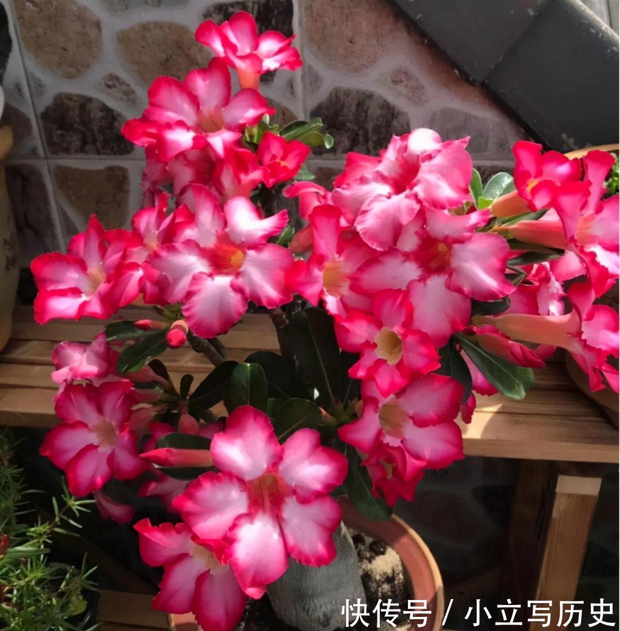 天冷了,15种漂亮花喜欢“大太阳”,多晒长得壮,花更多