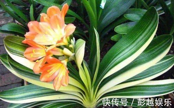 君子兰用“它”养,10年不施肥,新芽呼呼窜,开完一次又一次!
