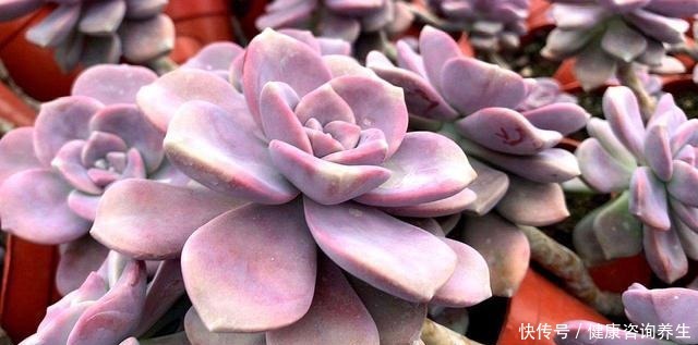 等我有个独立院子，就把多肉种墙上，一面种法师，一面种紫乐！