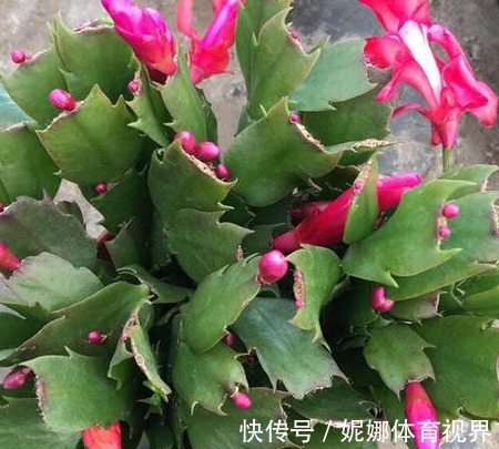 正在开花的蟹爪兰,就怕做错4件事,容易叶片耷拉,掉花苞