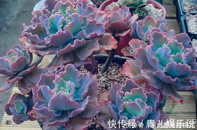 意境|10款意境深远的蓝色系多肉！养成老桩美呆了！越养越爱！