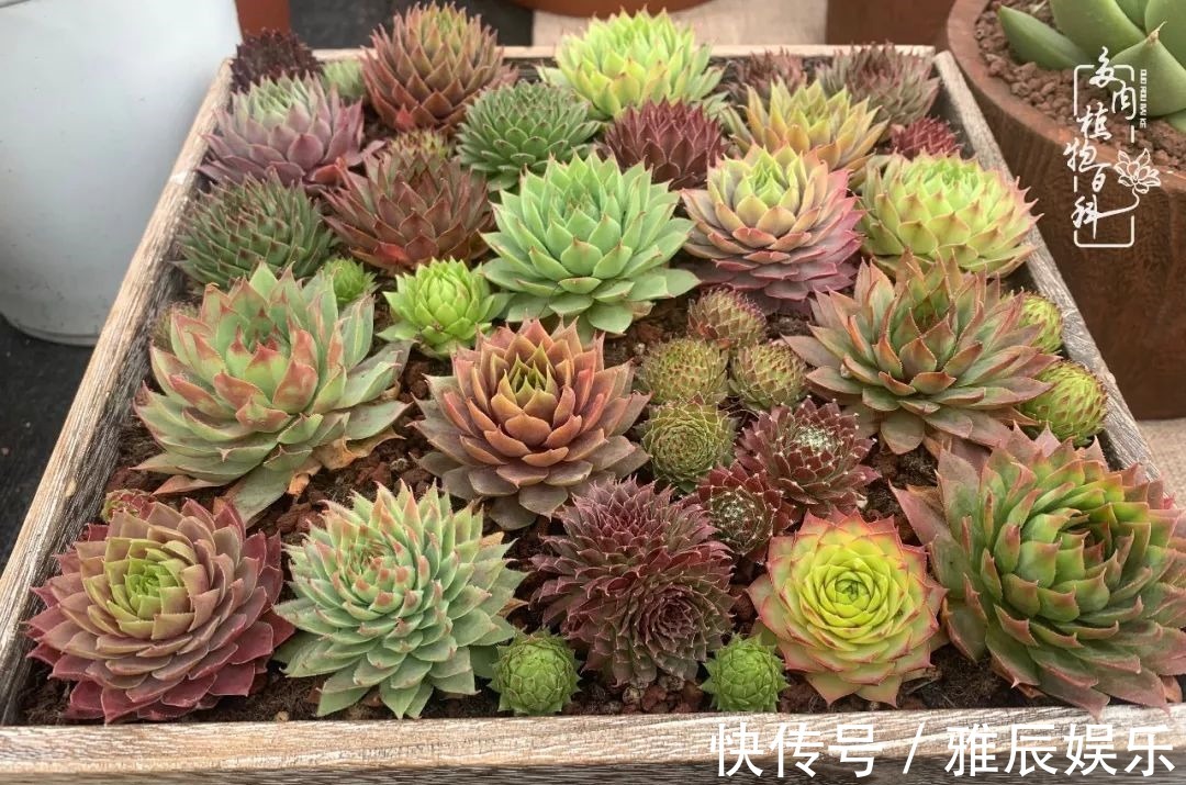 框子|这多肉拼盘这么仙!如何制作达人手把手教你制作长生草拼盘!