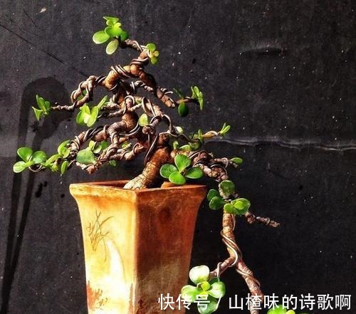 养金枝玉叶盆景，光浇水施肥没用，得会修剪才行，造型好看价值高！