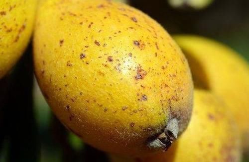 女性到了中年，推荐3种食物，滋肝明目，排毒养颜，好处多多