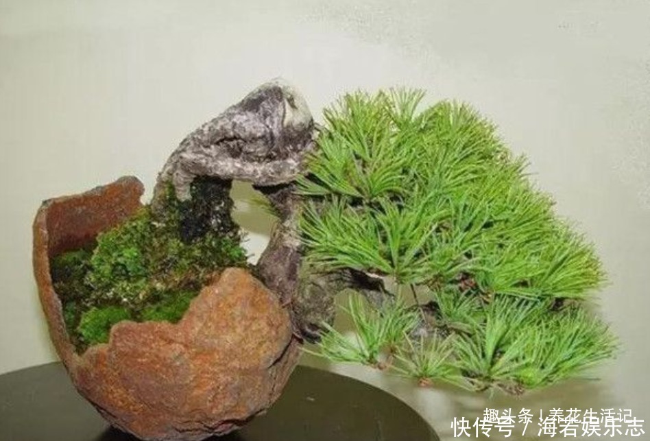 黑松盆景|黑松盆景不发芽,做好“4个”主环节,生长旺“出芽”率高!