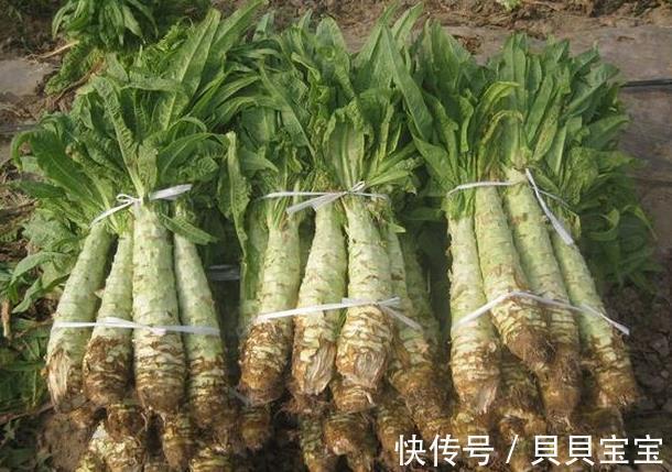 外形长得像莴笋,新鲜的很少有人吃过,晒干后1斤卖40!