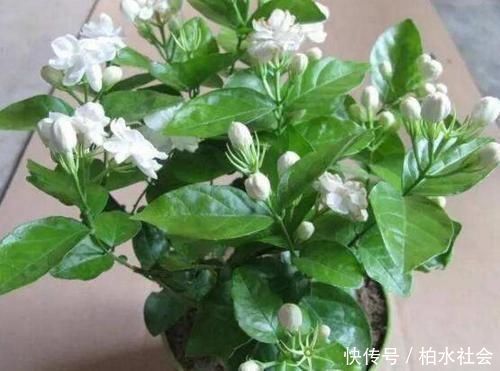 养花|最厉害的养花营养液给茉莉花喝一勺,四季油绿,花开洁白