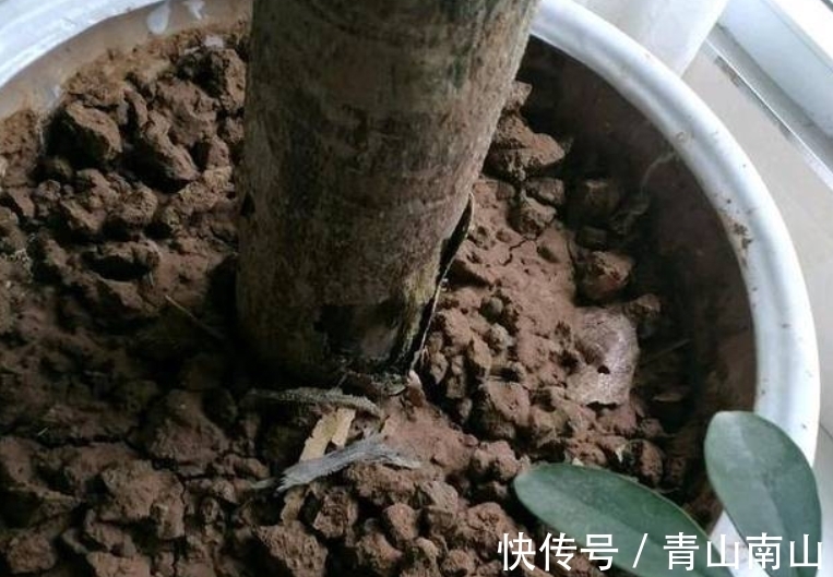 土壤|花商说好养的2种树,买回来总养不好,因为这1点你没搞明白