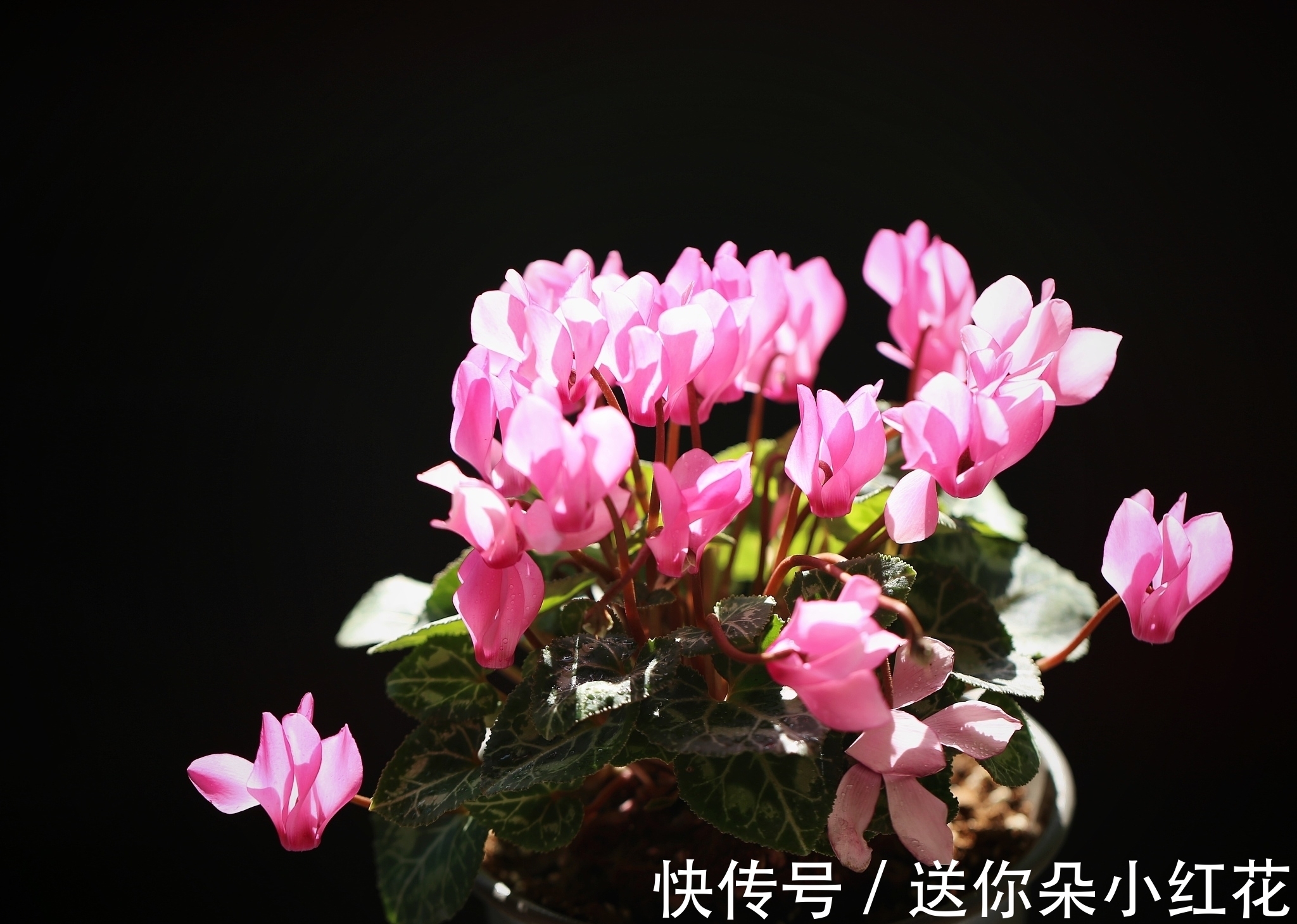 花草在精不在多！秋冬备齐这“3种”，每天都能有花欣赏