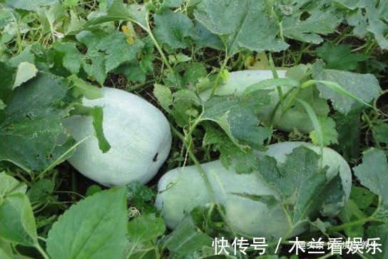 冬瓜|冬瓜与它是“天生一对”,常在一起食,润肠通便,肠胃也干净了