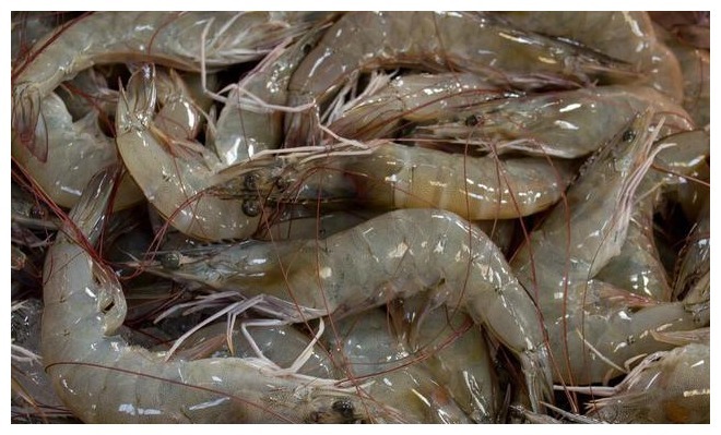 鲜虾保存,直接放冰箱就错了,老渔民教你一招,天天吃新鲜的大虾