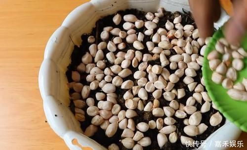 买来的花生米直接撒花盆里养,没过一周就长满一大盆,要不要吃掉