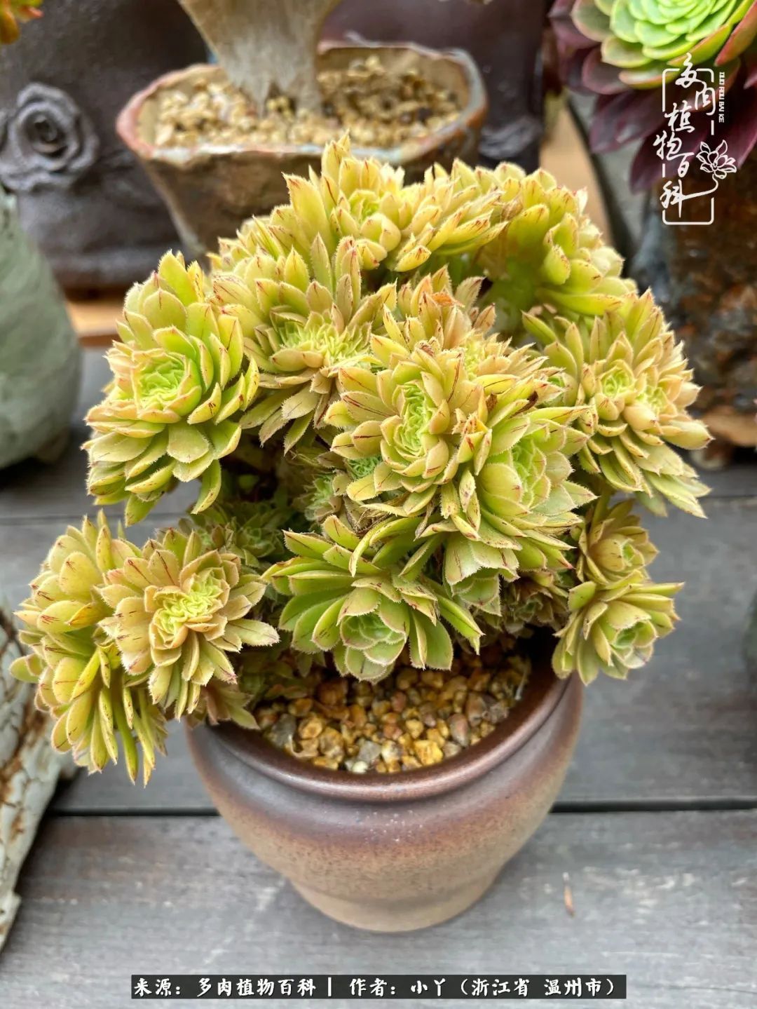 祖上无院家里无矿,一腔浪漫情怀付诸楼顶造花!