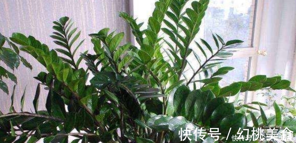 金钱树不长新芽，给它做好3个关键点，很快就能冒新芽