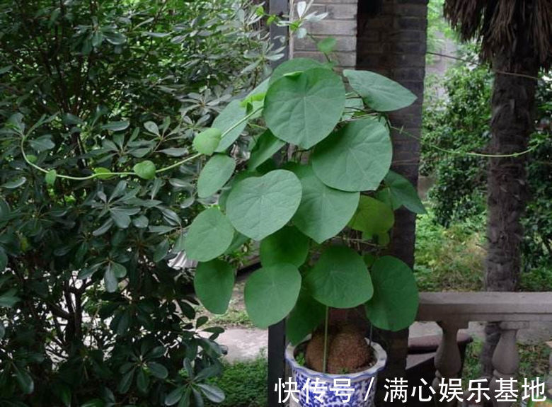 寓意|5种“丑花”,寓意却大,富贵又威武,再丑也要养一盆