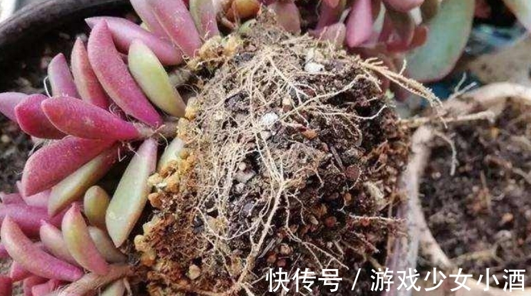 盆栽|这3种情况下，给植物换盆土，结果无异于“自掘坟墓”