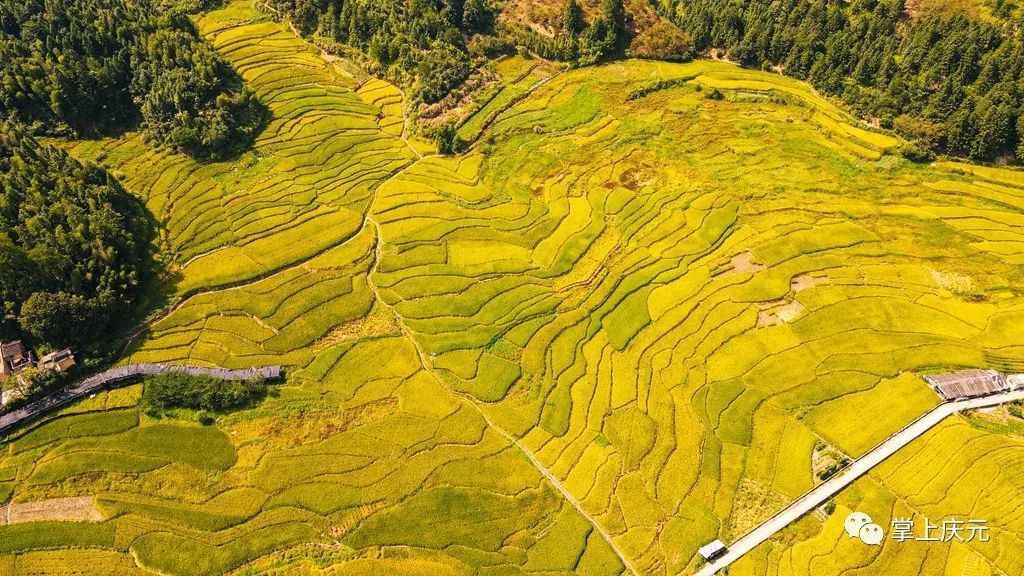 丰收|风吹稻浪香满地 又是一年丰收季