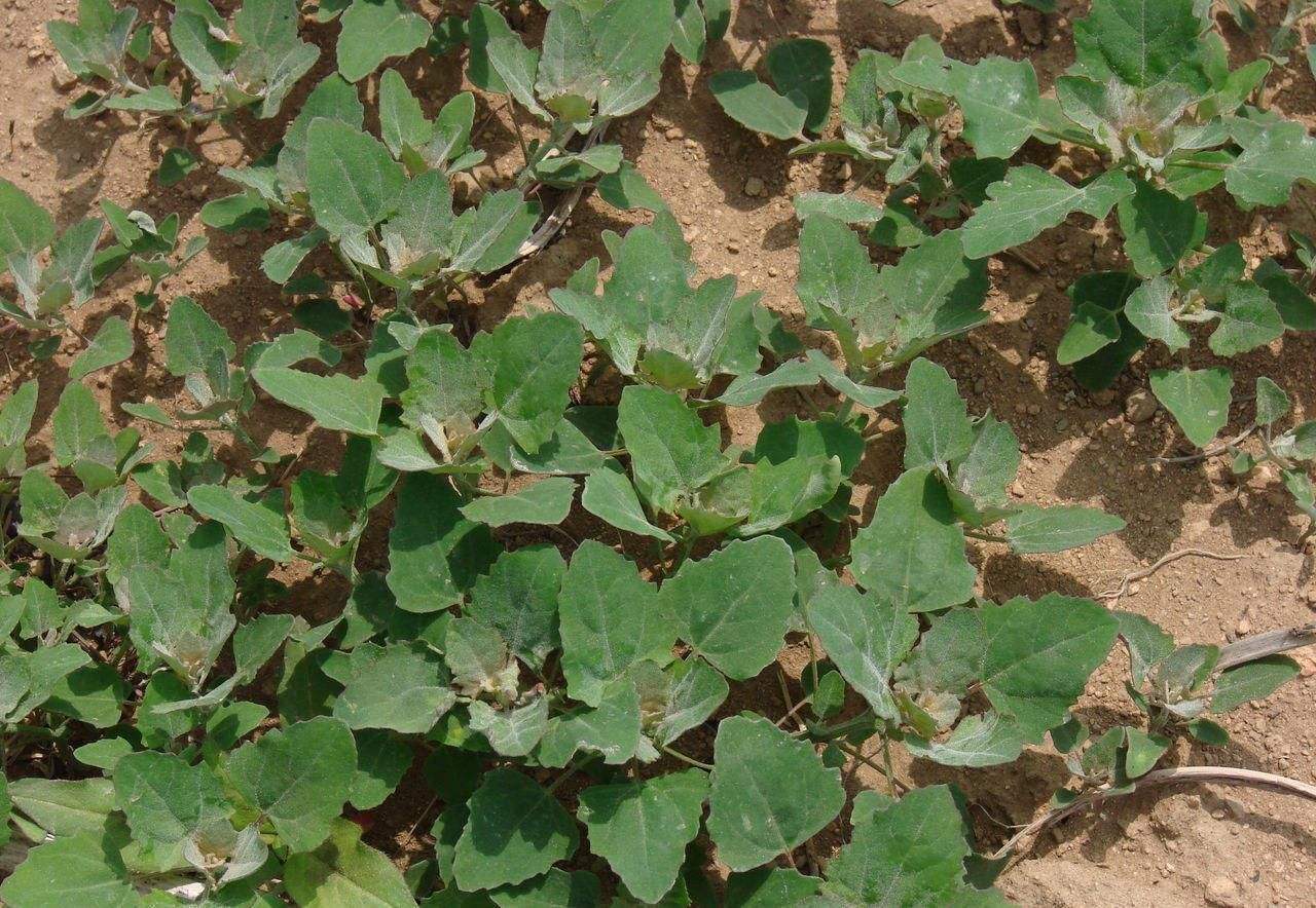 誤以為有毒不敢吃，農民見到就鏟除，其實營養(yǎng)豐富，一斤高達15元