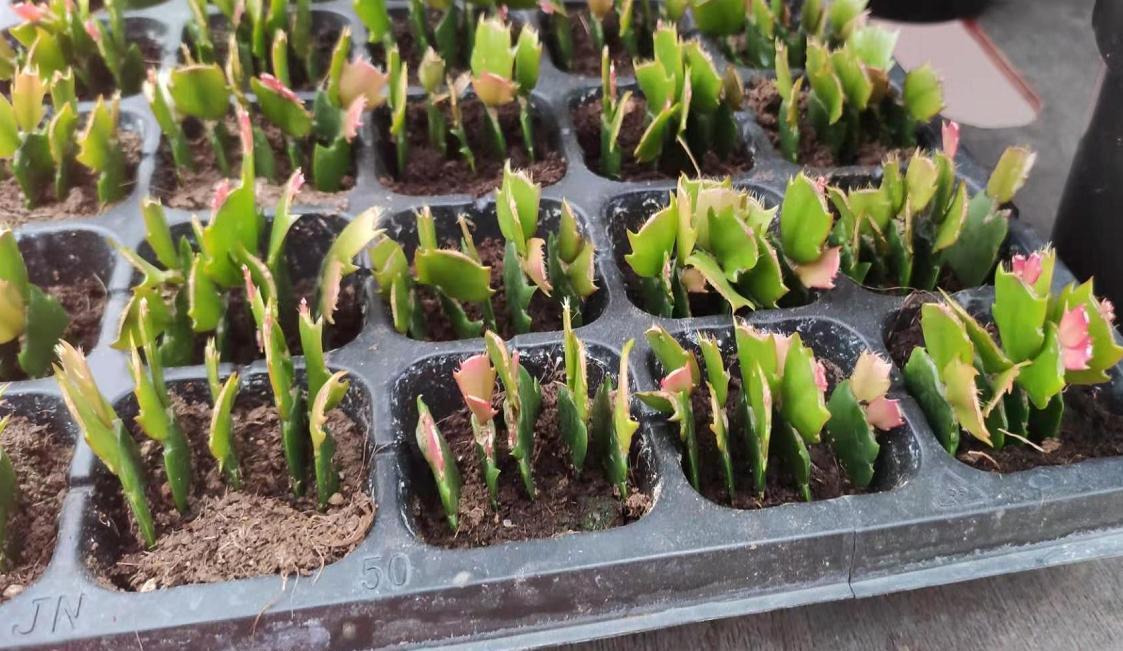 秋天|天气转凉,建议扦插6种花,温度“适宜”利于生根