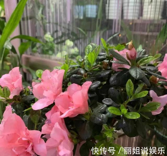 杜鹃花|养花别“跟风”，这3种花好看难养活，建议新手绕道