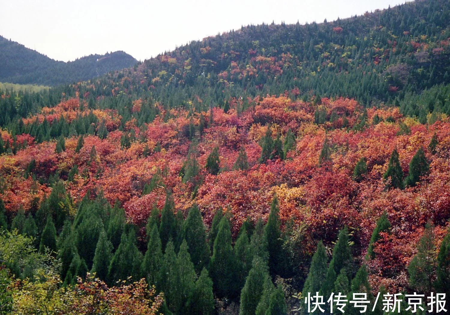 首都全民义务植树40年，京城这样被“染绿”  第2张