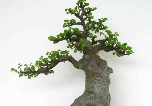 老人|老人常说这4种花遮晦挡煞,不要嫌弃丑,一旦养了福气不请自来